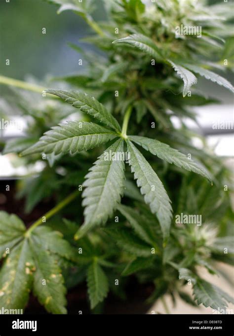 Hemp Cannabis Cannabis Sativa Leaves Stock Photo Alamy