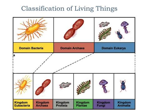 Ppt Classification Of Living Things Powerpoint Presentation Free