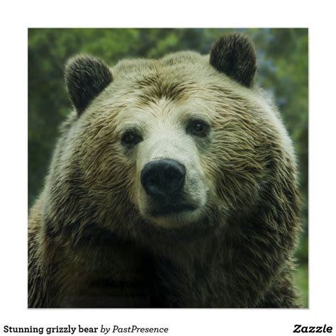 Stunning Grizzly Bear Poster In 2021 Bear Spirit Animal