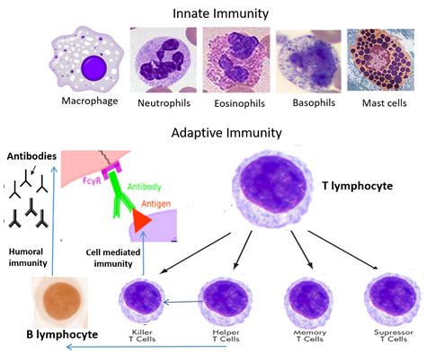 Understanding The Immune System And Improving Our Immunity