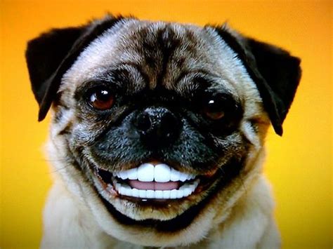 Dog With Human Teeth