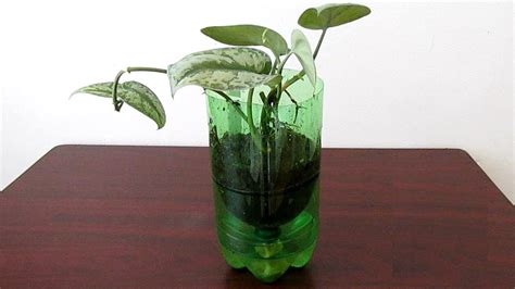 Making Self Watering Planter Using Recycled Plastic Bottle Youtube