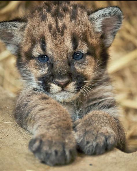 Baby Mountain Lion Raww