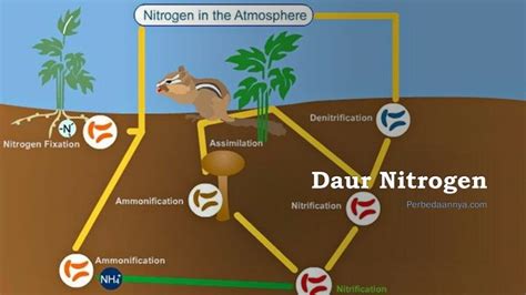 Siklus Nitrogen Pengertian Proses Sifat Jenis Dan Kegunaan The Best