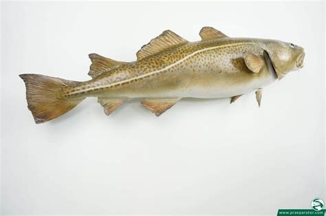 Der (atlantische) kabeljau oder dorsch (gadus morhua) ist ein meeresfisch, der in teilen des nordatlantiks und des nordpolarmeers sowie in der ostsee verbreitet ist. Dorsch / Kabeljau - Hofinger Tierpräparator
