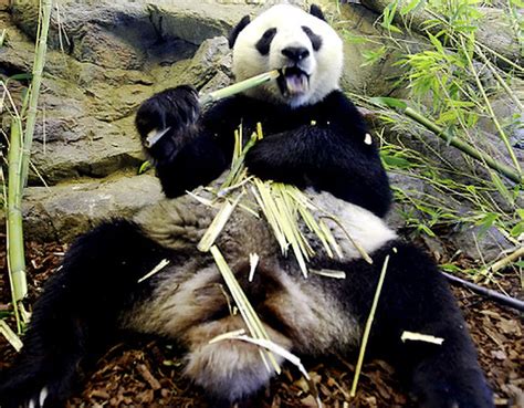 Pandas May Eat Bamboo Based Diet Because They Cant Taste Meat Study