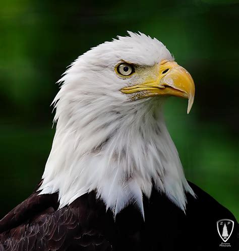 Eagle Gaze Photograph By Evergreen Photography Fine Art America