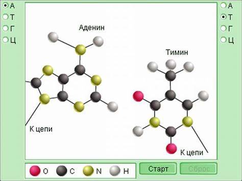 Днк диета что это