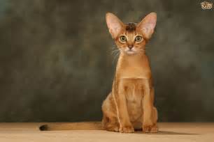 Best exhibit of the year 2010 breeding exceptional kittens from top german, uk and us lines. Abyssinian Cat Breed | Facts, Highlights & Buying Advice ...