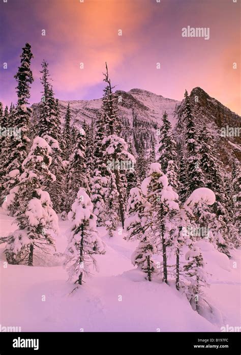 Snow Covered Trees At Lake Louise Banff National Park Alberta Canada