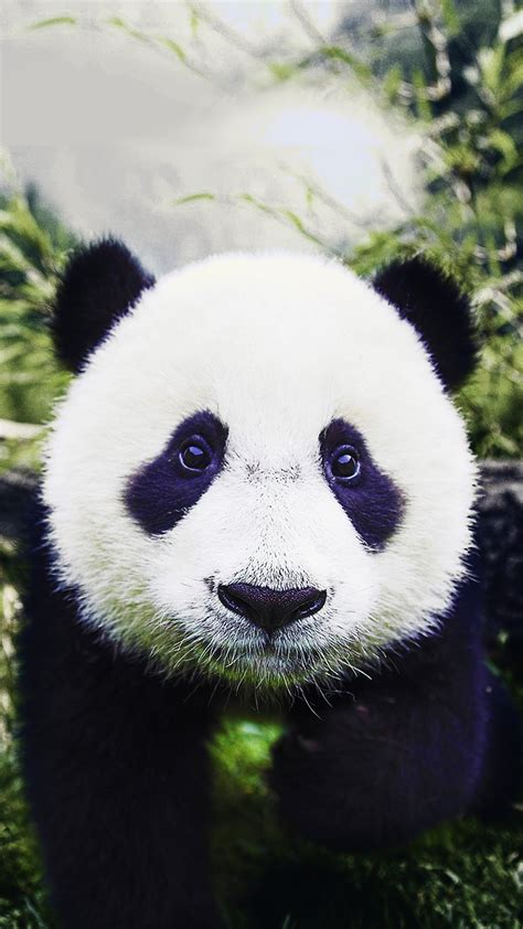 Baby Panda Hd Wallpaper For Your Mobile Phone 6851