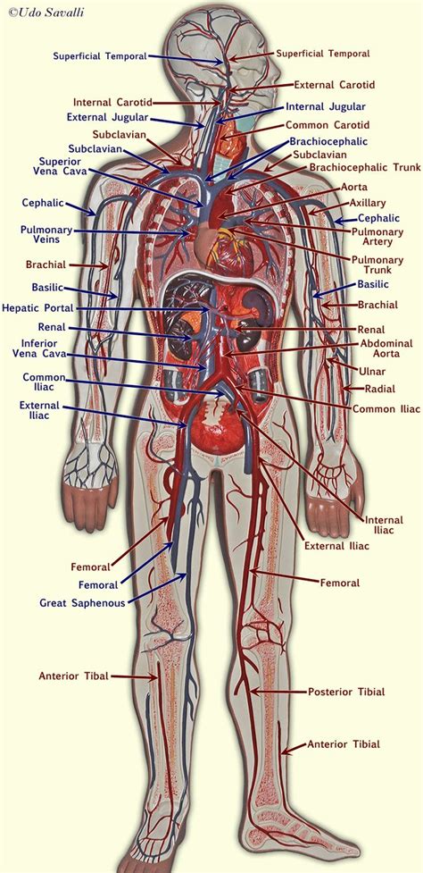 ■ describe the anatomical relationships of various organs in the chest. Blood vessel model | Anatomy and physiology, Blood vessels ...