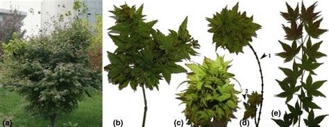 We did not find results for: Phytoplasma-infected Japanese maple exhibiting witches ...