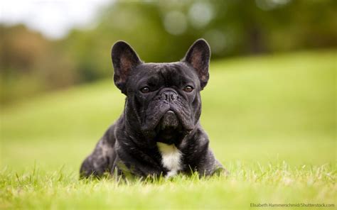 Arnie, female french bulldog puppy 8 weeks old ready for her forever home. The 30 most expensive dog breeds to own | Las Vegas Review ...