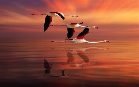 Flamingo Flying Ocean Red Sky Sunset Reflection Beautiful Hd Desktop