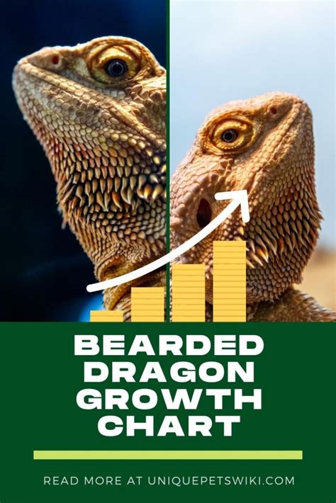 The top three holdings of the fund are icici bank ltd,reliance industries ltd shs dematerialised and the fund is benchmarked to iisl nifty 50 tr inr. Bearded Dragon Growth Chart: are they really growing?