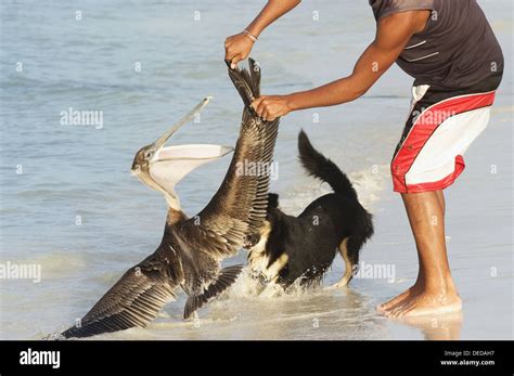 Fisherman Accidentally Caught A Pelican Stock Photo Alamy
