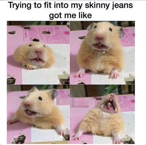 Pin By Nichole On Too Cute Funny Hamsters Cute Funny Animals Funny