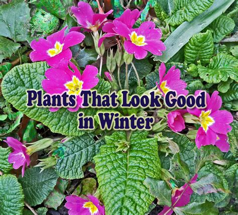 6 Plants That Look Good In Winter Dengarden