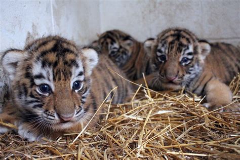 Bengal Tiger Newborn Cubs