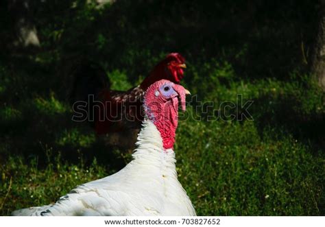 White Turkey Bird Garden Male Stock Photo 703827652 Shutterstock