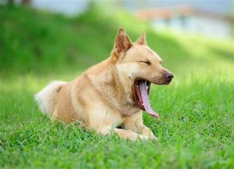 Why Do Dogs Yawn Is Yawning Physiology Or Psychology Petmd