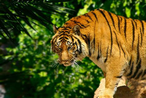 Tiger I Junglen Stock Foto Colourbox