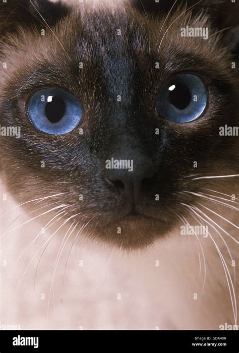 Blue Point Siamese Cat Hi Res Stock Photography And Images Alamy