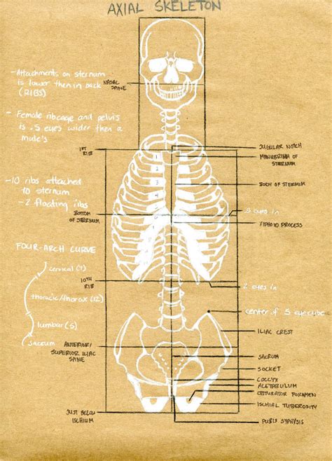 Anatomy Sketchbook Part Ii The Skeleton Torso Desired Illustrations