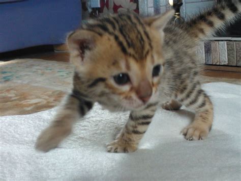 Beautiful Bengal Kittens For Sale Preston Lancashire