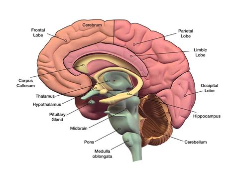 Fungsi Otak Manusia Struktur Anatomi Bagian The Best Porn Website