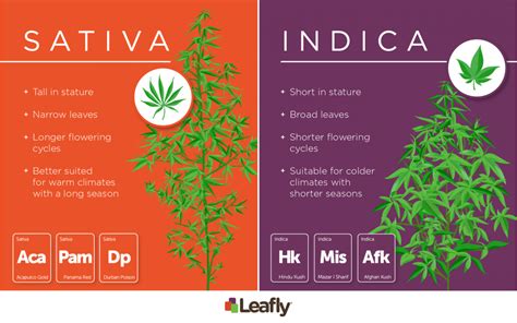 Now that you know the difference between each strain, you may be wondering: "Sativa" versus "Indica" Doesn't Matter. And Strain Names Too.
