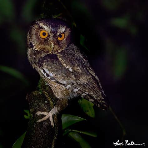 Javan Scops Owl Otus Angelinae Lateral View By Lars Petersson The