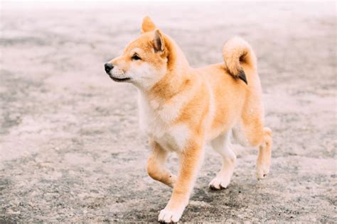You can store coins on exchanges after purchase but we recommend using a dedicated wallet for security and long term storage. Shiba Inu: personalidade, cuidados e fotos da raça ...