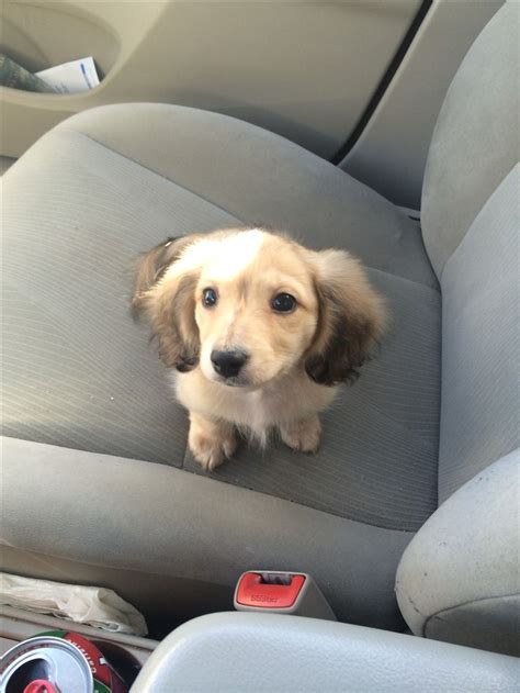 Maybe you would like to learn more about one of these? English cream long haired dachshund | CUTE! | Pinterest ...