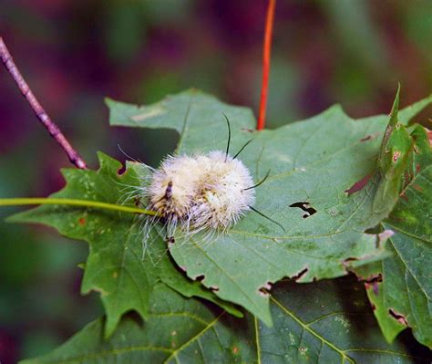 field biology in southeastern ohio autumn caterpillar time