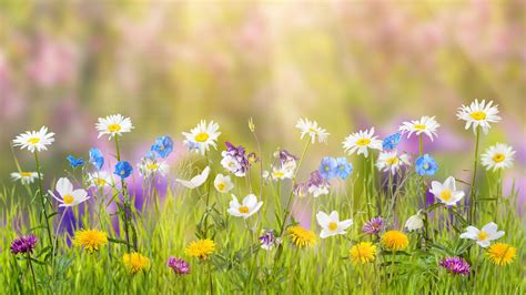 Feel free to share with your friends and family. Wallpaper flower, 5k, 4k wallpaper, field, spring, Nature ...