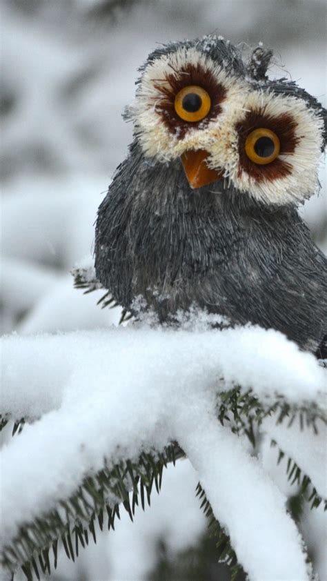 Wallpaper Owl Pines Snow Cute Animals Funny Animals 4742