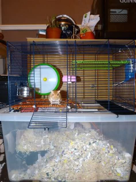 Here is how i made them. Unsuitable Gerbil Cage Setups | Hamster life, Gerbil, Gerbil cages