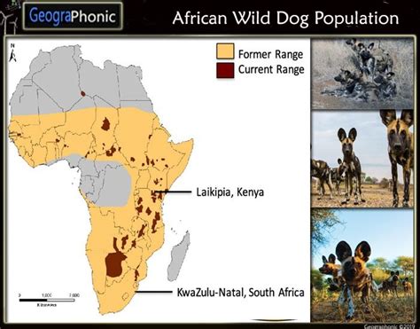 African Wild Dog Population Former Range Vs Current Range