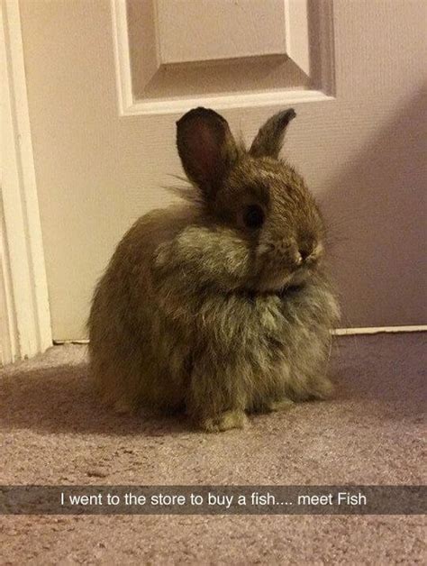 26 Bunny Memes That Are Way Too Cute For Your Screen
