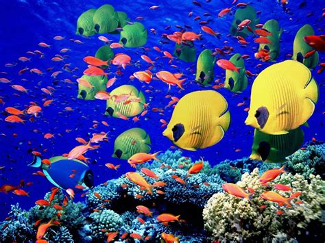 Tropical Fish Wonderful Natural Color Design Travel Review
