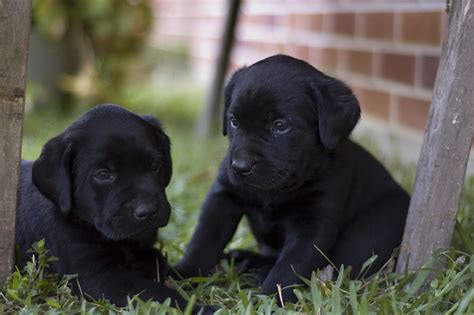 🥇 Labrador negro - Cachorro - Adulto - Bebe - Ojos Azules - 2022