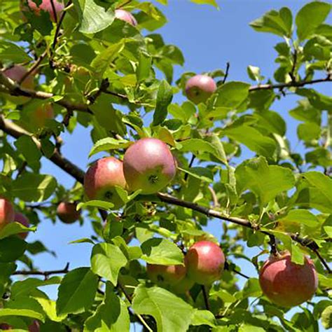 Apple Tree Cortland 7 Gallon
