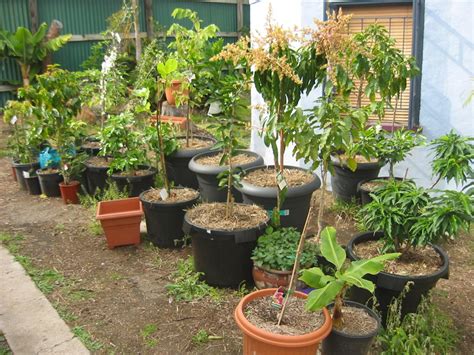Free shipping on qualified orders. Forum: Fruit Trees In Pots