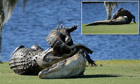 Florida Alligator Goliath Takes On A Smaller 10 Foot Gator In An