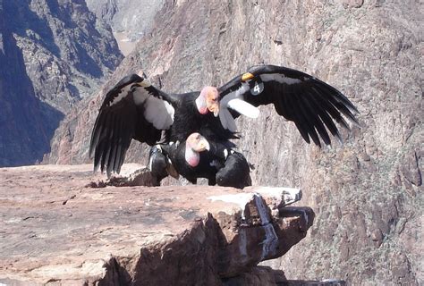 California Condors Mate At Grand Canyon National Park Arizona Grand