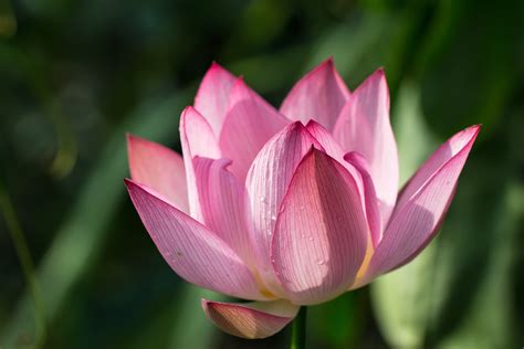 2560x1440 Resolution Focus Photography Of Pink Lotus Flower In Bloom