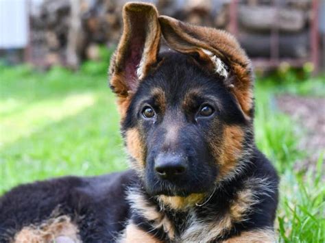 3 Month Old German Shepherd How To Ensure A Healthy And Happy Pup