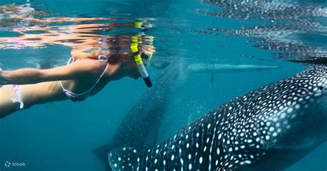 Cebu Diving Whale Shark Season Fasci Garden